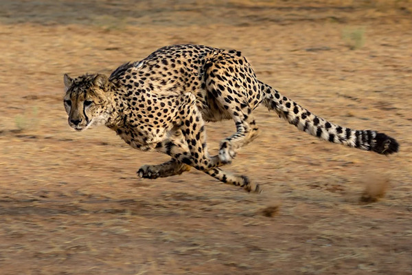 guépard cheetah symbole de rapidité et réactivité